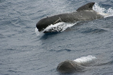 La stagione delle balene lungo le coste  dell'Australia