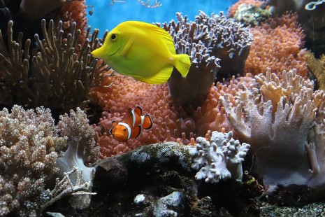 Pesce E Corallo