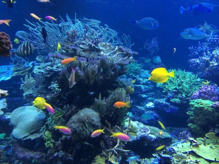 La Grande Barriera Corallina, un paradiso unico al mondo